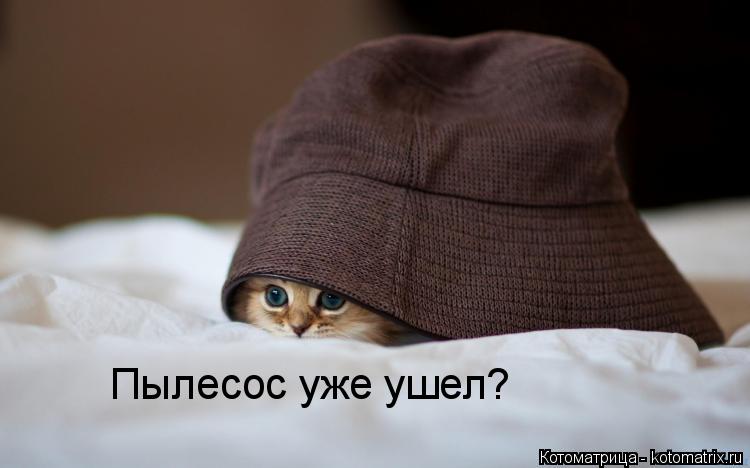 Пылесос уже ушел?... Котоматрица: Пылесос уже ушел?