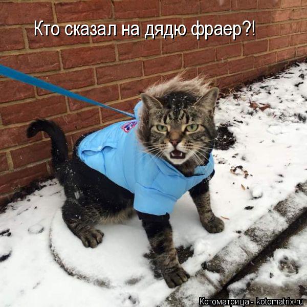 Кто сказал на дядю фраер?!... Котоматрица: Кто сказал на дядю фраер?!