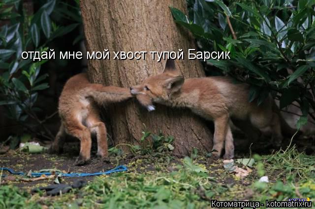 отдай мне мой хвост тупой Барсик... Котоматрица: отдай мне мой хвост тупой Барсик