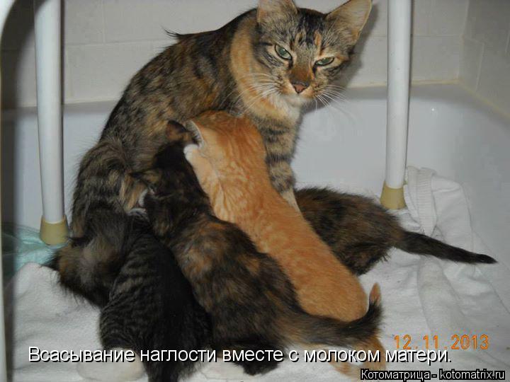 Всасывание наглости вместе с молоком матери.... Котоматрица: Всасывание наглости вместе с молоком матери.