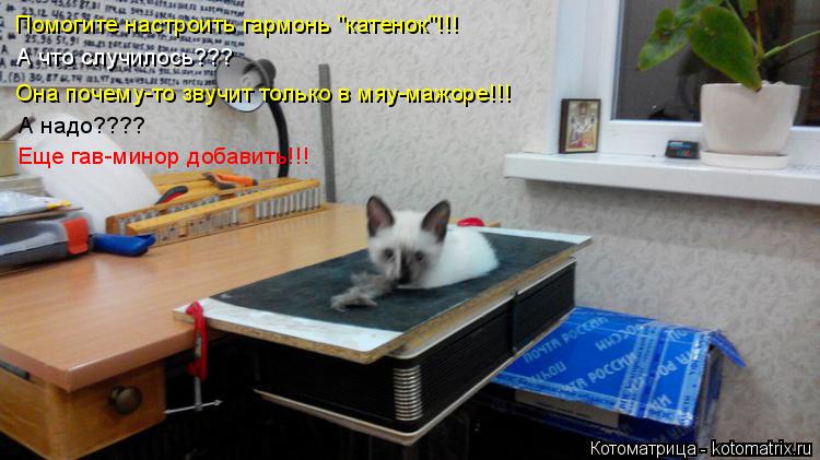 Помогите настроить гармонь "катенок"!!! А что случилось??? Она почему-то звучит только в мяу-мажоре!!... Котоматрица: Помогите настроить гармонь "катенок"!!! А что случилось??? Она почему-то звучит только в мяу-мажоре!!! А надо???? Еще гав-минор добавить!!!