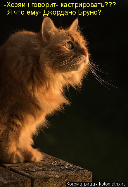 -Хозяин говорит- кастрировать??? Я что ему- Джордано Бруно?... Котоматрица: -Хозяин говорит- кастрировать??? Я что ему- Джордано Бруно?
