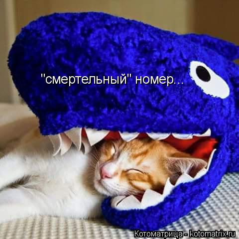 "смертельный" номер...... Котоматрица: "смертельный" номер...