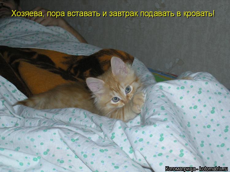 Хозяева, пора вставать и завтрак подавать в кровать!... Котоматрица: Хозяева, пора вставать и завтрак подавать в кровать!
