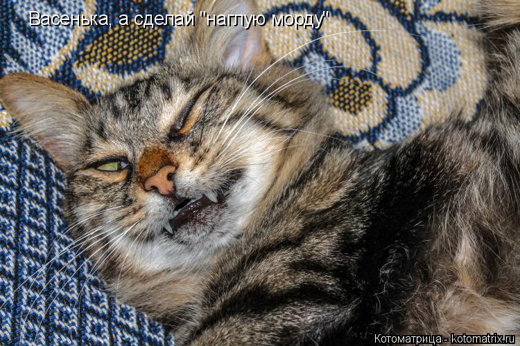 Васенька, а сделай "наглую морду"... Котоматрица: Васенька, а сделай "наглую морду"