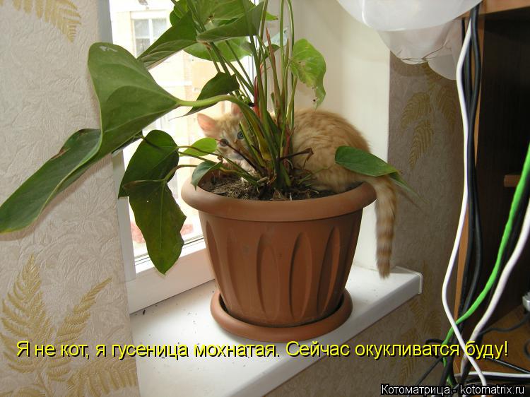 Я не кот, я гусеница мохнатая. Сейчас окукливатся буду!... Котоматрица: Я не кот, я гусеница мохнатая. Сейчас окукливатся буду!
