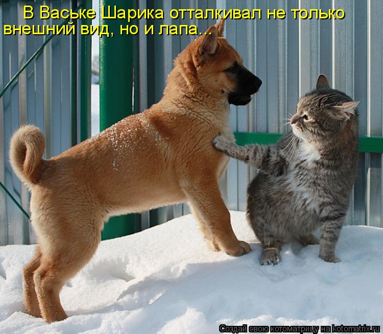В Ваське Шарика отталкивал не только внешний вид, но и лапа...... Котоматрица: В Ваське Шарика отталкивал не только внешний вид, но и лапа...