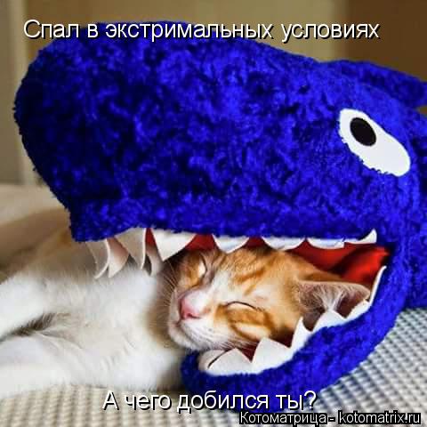 Спал в экстримальных условиях А чего добился ты?... Котоматрица: Спал в экстримальных условиях А чего добился ты?