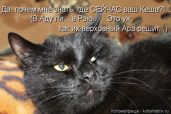 Да, почем мне знать, где СЕЙЧАС ваш Кеша?!... (В Аду ли... в Раю... Это уж, как их верховный Ара ... Котоматрица: Да, почем мне знать, где СЕЙЧАС ваш Кеша?!... (В Аду ли... в Раю... Это уж, как их верховный Ара решит...)