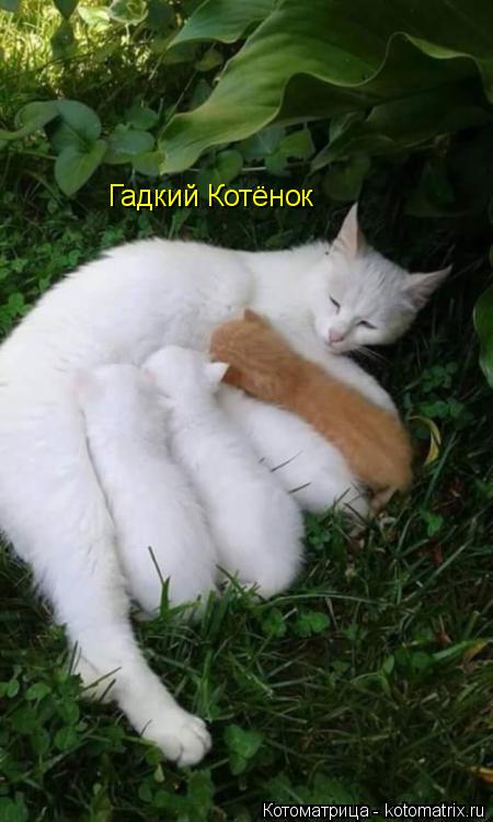 Гадкий Котёнок... Котоматрица: Гадкий Котёнок