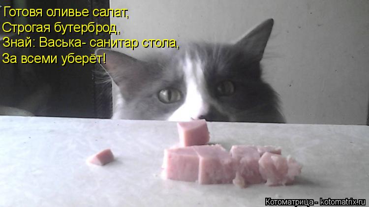 Котоматрица: Готовя оливье салат, Строгая бутерброд, Знай: Васька- санитар стола, За всеми уберёт!