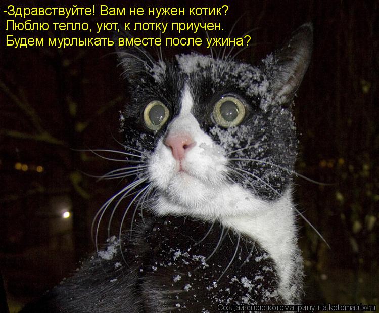 -Здравствуйте! Вам не нужен котик? Люблю тепло, уют, к лотку приучен. Будем мурлыкать вместе после у... Котоматрица: -Здравствуйте! Вам не нужен котик? Люблю тепло, уют, к лотку приучен. Будем мурлыкать вместе после ужина?