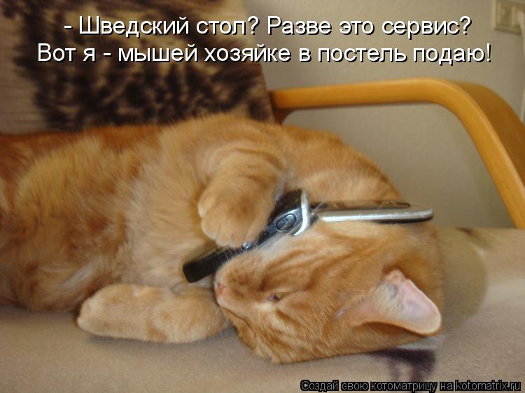 - Шведский стол? Разве это сервис? Вот я - мышей хозяйке в постель подаю!... Котоматрица: - Шведский стол? Разве это сервис? Вот я - мышей хозяйке в постель подаю!