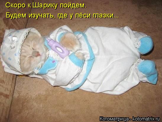Скоро к Шарику пойдем. Будем изучать, где у пёси глазки...... Котоматрица: Скоро к Шарику пойдем. Будем изучать, где у пёси глазки...