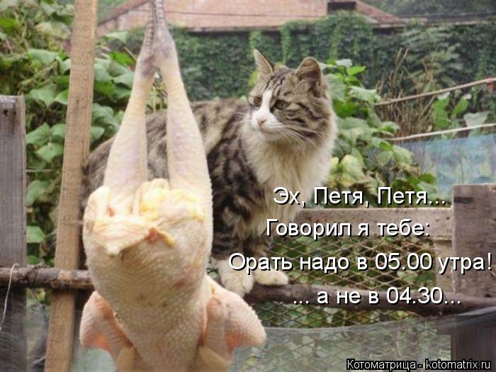 Котоматрица: Эх, Петя, Петя... Говорил я тебе: Орать надо в 05.00 утра! ... а не в 04.30...