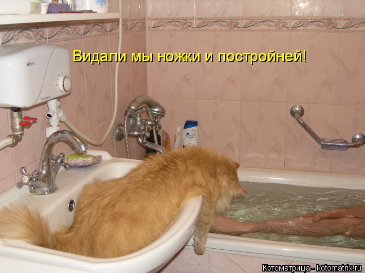 Видали мы ножки и постройней!... Котоматрица: Видали мы ножки и постройней!