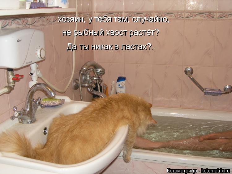 хозяин, у тебя там, случайно, не рыбный хвост растёт? Да ты никак в ластах?..... Котоматрица: хозяин, у тебя там, случайно, не рыбный хвост растёт? Да ты никак в ластах?..