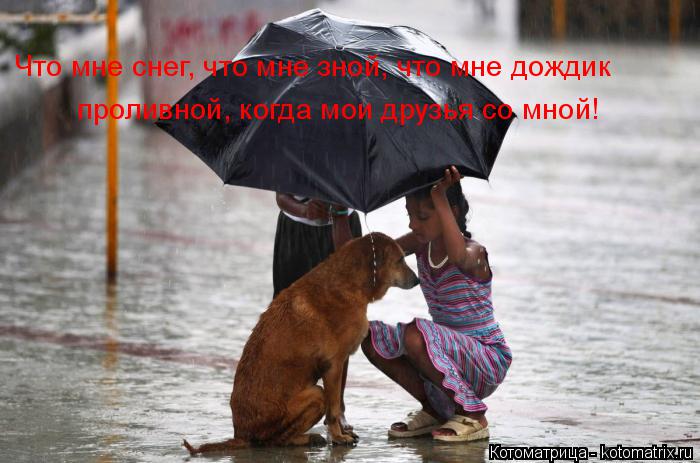 Что мне снег, что мне зной, что мне дождик проливной, когда мои друзья со мной!... Котоматрица: Что мне снег, что мне зной, что мне дождик проливной, когда мои друзья со мной!