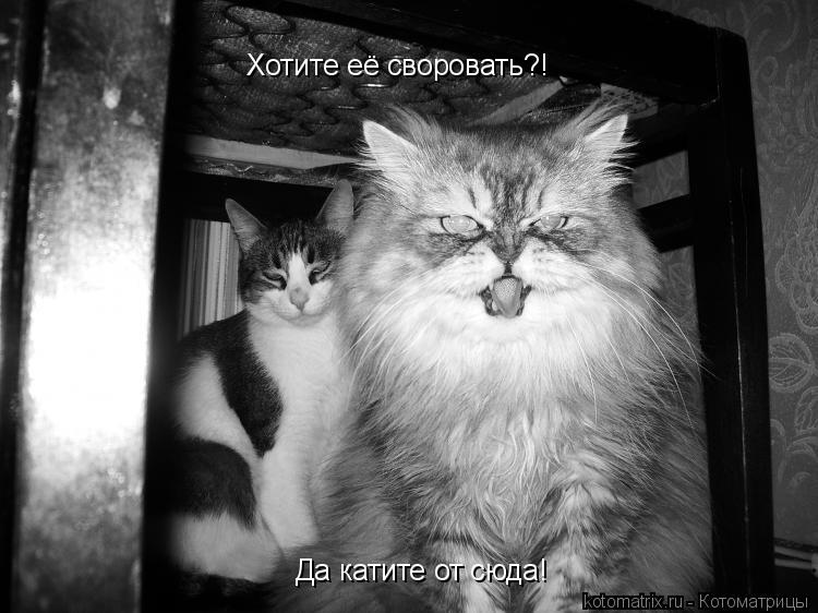 Хотите её своровать?! Да катите от сюда!... Котоматрица: Хотите её своровать?! Да катите от сюда!