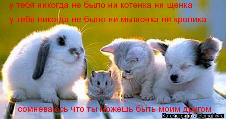 у тебя никогда не было ни котенка ни щенка у тебя никогда не было ни мышонка ни кролика сомневаюс... Котоматрица: у тебя никогда не было ни котенка ни щенка у тебя никогда не было ни мышонка ни кролика сомневаюсь что ты можешь быть моим другом