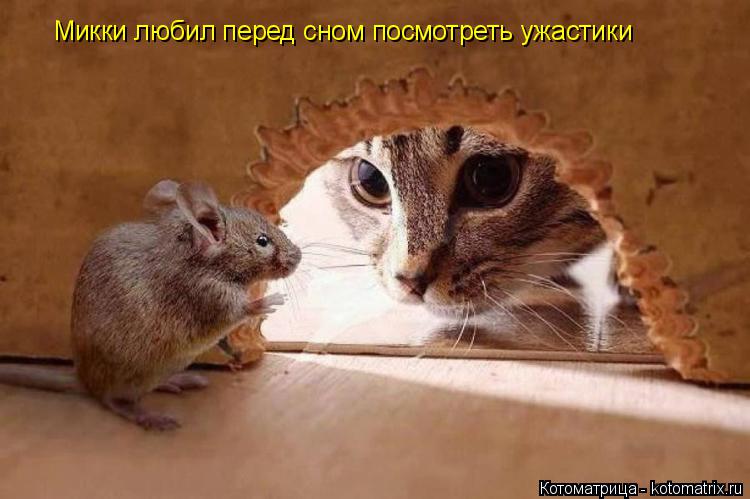 Микки любил перед сном посмотреть ужастики... Котоматрица: Микки любил перед сном посмотреть ужастики