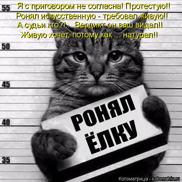 Я с приговором не согласна! Протестую!! Ронял искусственную - требовал живую!! А судьи кто?!... Верди... Котоматрица: Я с приговором не согласна! Протестую!! Ронял искусственную - требовал живую!! А судьи кто?!... Вердикт он ваш видал!! Живую хочет, потому как ...
