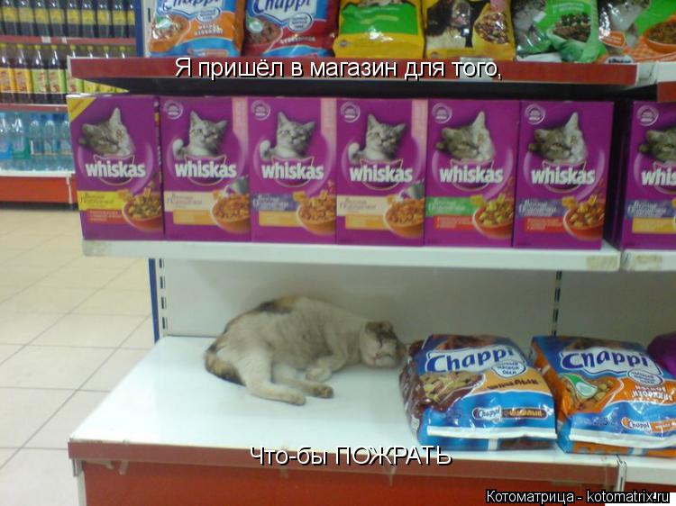 Я пришёл в магазин для того, Что-бы ПОЖРАТЬ... Котоматрица: Я пришёл в магазин для того, Что-бы ПОЖРАТЬ