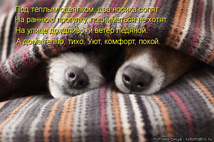 Под тёплым одеялком, два носика сопят. На раннюю прогулку, подниматься не хотят. На улице дождливо, и... Котоматрица: Под тёплым одеялком, два носика сопят. На раннюю прогулку, подниматься не хотят. На улице дождливо, и ветер ледяной. А дома тепло, тихо. Уют, к