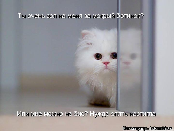 Ты очень зол на меня за мокрый ботинок? Или мне можно на бис? Нужда опять настигла... Котоматрица: Ты очень зол на меня за мокрый ботинок? Или мне можно на бис? Нужда опять настигла