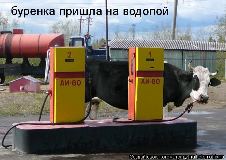 буренка пришла на водопой... Котоматрица: буренка пришла на водопой