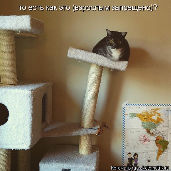 то есть как это (взрослым запрещено)?... Котоматрица: то есть как это (взрослым запрещено)?