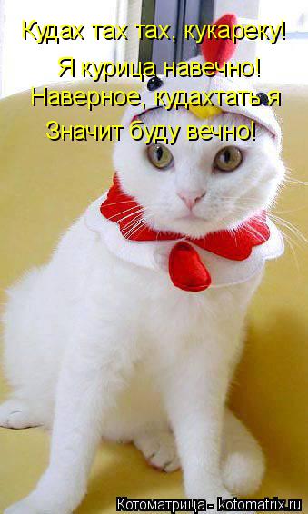 Кудах тах тах, кукареку! Я курица навечно! Значит буду вечно! Наверное, кудахтать я... Котоматрица: Кудах тах тах, кукареку! Я курица навечно! Значит буду вечно! Наверное, кудахтать я