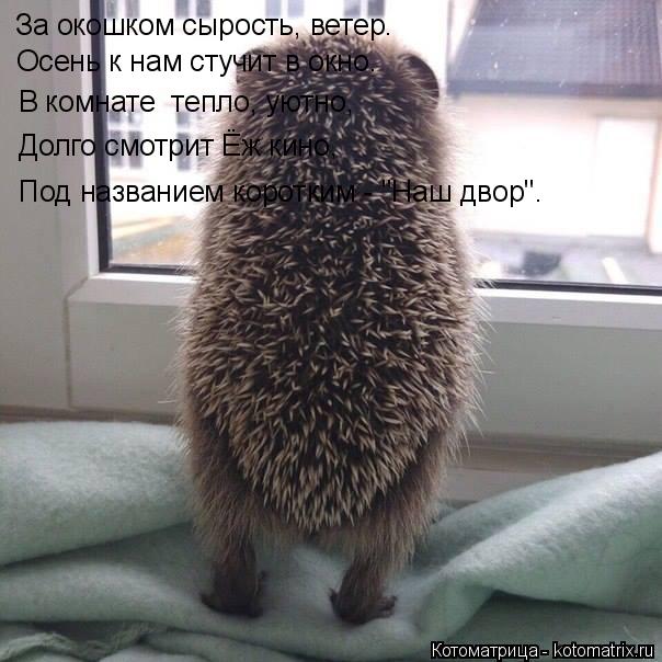 За окошком сырость, ветер. Осень к нам стучит в окно. В комнате тепло, уютно, Долго смотрит Ёж кино... Котоматрица: За окошком сырость, ветер. Осень к нам стучит в окно. В комнате тепло, уютно, Долго смотрит Ёж кино, Под названием коротким - "Наш двор".