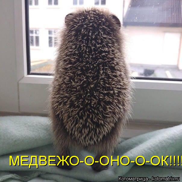 МЕДВЕЖО-О-ОНО-О-ОК!!!!... Котоматрица: МЕДВЕЖО-О-ОНО-О-ОК!!!!
