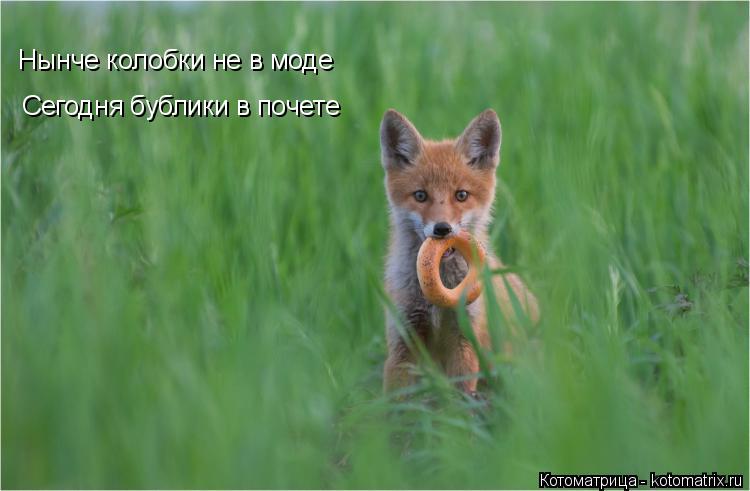 Нынче колобки не в моде Сегодня бублики в почете... Котоматрица: Нынче колобки не в моде Сегодня бублики в почете
