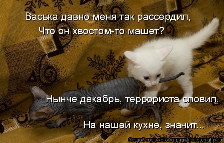 Васька давно меня так рассердил, Что он хвостом-то машет? Нынче декабрь, террориста словил. На нашей... Котоматрица: Васька давно меня так рассердил, Что он хвостом-то машет? Нынче декабрь, террориста словил. На нашей кухне, значит...