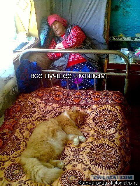 всё лучшее - кошкам...... Котоматрица: всё лучшее - кошкам...