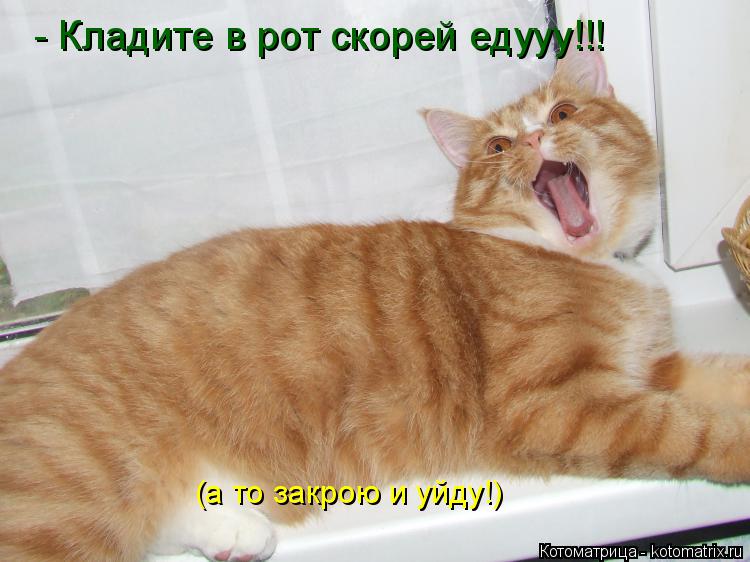 - Кладите в рот скорей едууу!!! (а то закрою и уйду!)... Котоматрица: - Кладите в рот скорей едууу!!! (а то закрою и уйду!)
