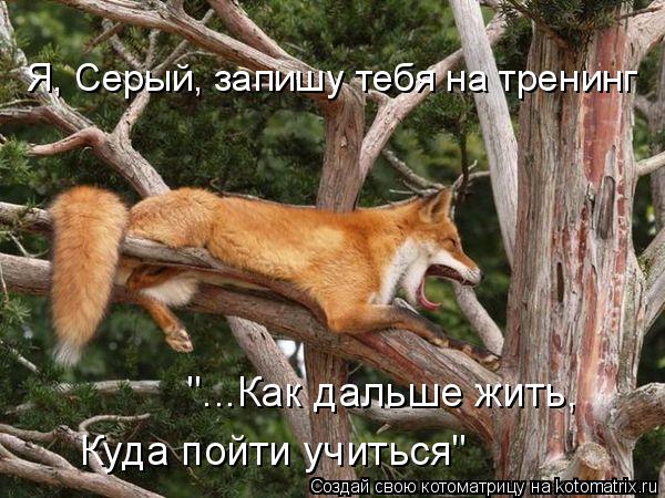 Я, Серый, запишу тебя на тренинг "...Как дальше жить, Куда пойти учиться"... Котоматрица: Я, Серый, запишу тебя на тренинг "...Как дальше жить, Куда пойти учиться"