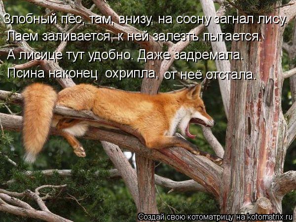 Злобный пёс, там, внизу, на сосну загнал лису. Лаем заливается, к ней залезть пытается. А лисице тут ... Котоматрица: Злобный пёс, там, внизу, на сосну загнал лису. Лаем заливается, к ней залезть пытается. А лисице тут удобно. Даже задремала. Псина наконец охр
