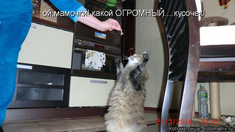 ой,мамочки! какой ОГРОМНЫЙ....кусочек!... Котоматрица: ой,мамочки! какой ОГРОМНЫЙ....кусочек!