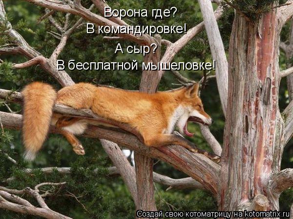 Ворона где? В командировке! А сыр? В бесплатной мышеловке!... Котоматрица: Ворона где? В командировке! А сыр? В бесплатной мышеловке!