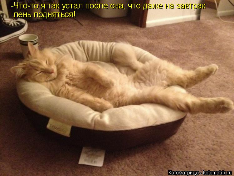 -Что-то я так устал после сна, что даже на завтрак лень подняться!... Котоматрица: -Что-то я так устал после сна, что даже на завтрак лень подняться!
