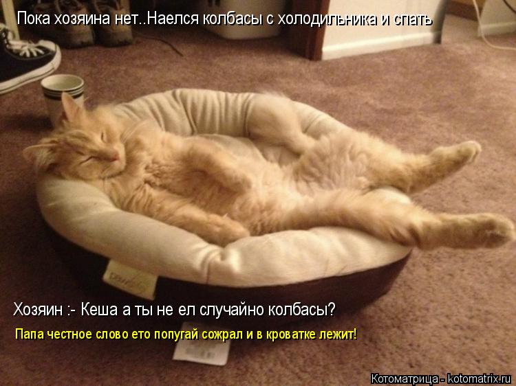 Пока хозяина нет..Наелся колбасы с холодильника и спать Хозяин :- Кеша а ты не ел случайно колбасы? ... Котоматрица: Пока хозяина нет..Наелся колбасы с холодильника и спать Хозяин :- Кеша а ты не ел случайно колбасы? Хозяин :- Кеша а ты не ел случайно колбасы?