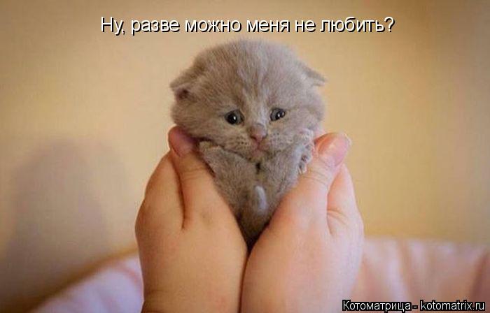 Ну, разве можно меня не любить?... Котоматрица: Ну, разве можно меня не любить?
