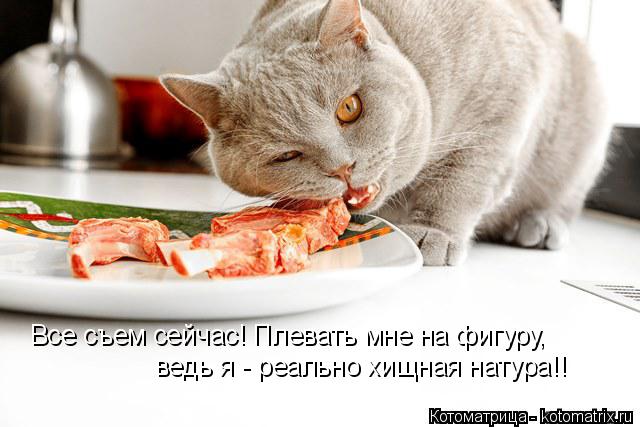 Все съем сейчас! Плевать мне на фигуру, ведь я - реально хищная натура!!... Котоматрица: Все съем сейчас! Плевать мне на фигуру, ведь я - реально хищная натура!!