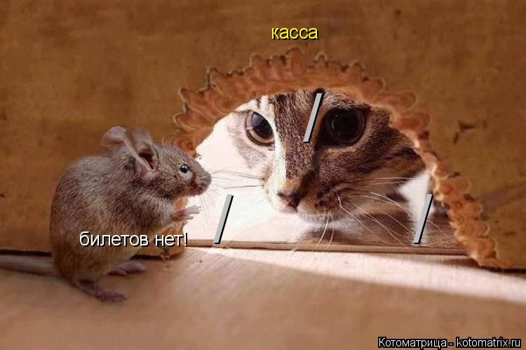 касса / / / билетов нет!... Котоматрица: касса / / / билетов нет!
