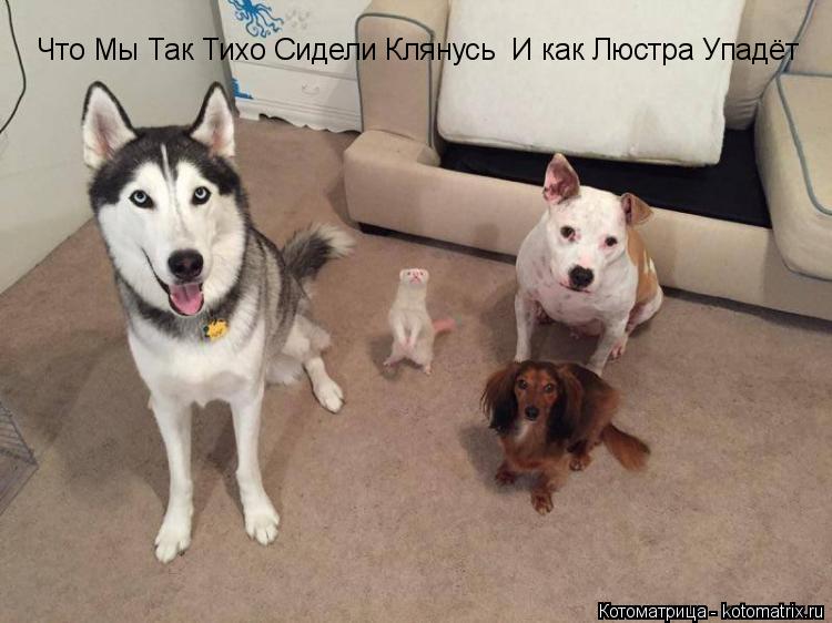 Что Мы Так Тихо Сидели Клянусь И как Люстра Упадёт... Котоматрица: Что Мы Так Тихо Сидели Клянусь И как Люстра Упадёт