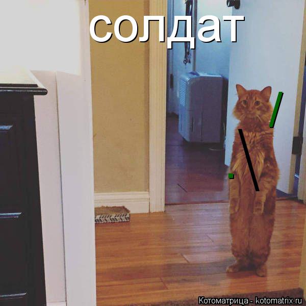 / . \ \ солдат... Котоматрица: / . \ \ солдат