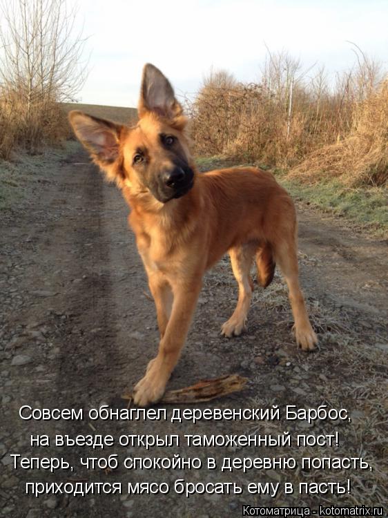 Теперь, чтоб спокойно в деревню попасть, приходится мясо бросать ему в пасть! Совсем обнаглел деревен... Котоматрица: Теперь, чтоб спокойно в деревню попасть, приходится мясо бросать ему в пасть! Совсем обнаглел деревенский Барбос, на въезде открыл таможенн